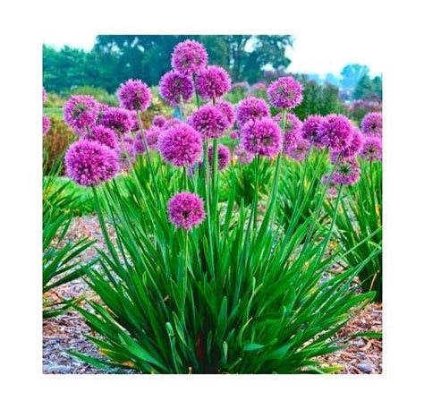 Ail D Ornement Lavender Bubbles Allium Flowers Border Plants Plants