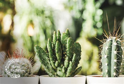 Cuidados Y Características De Los Cactus Flores Castillón Garden
