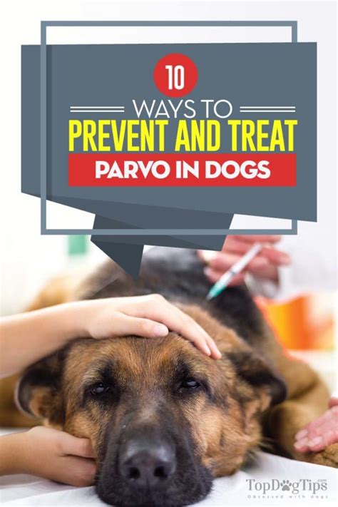 Dog Parvo 10 Most Effective Ways To Prevent It Based On Science