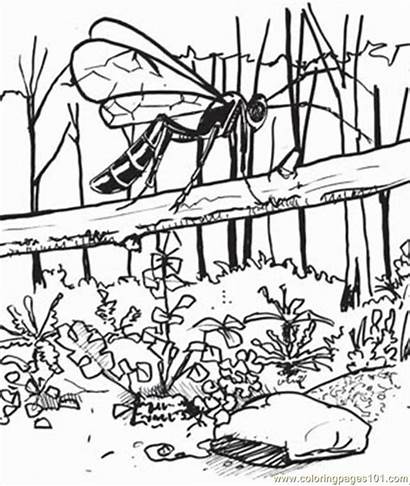 Forest Coloring Pages Sheets Forests Colouring Woodland