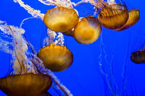 A List Of Popular Types Of Jellyfish With Pictures 2022