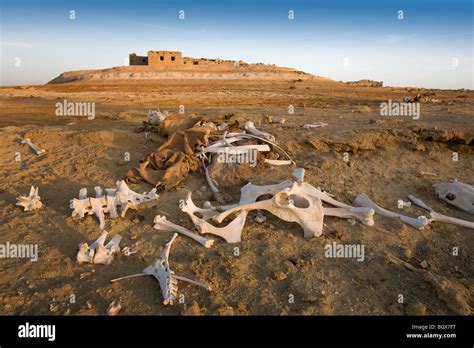 Bones In Desert Stock Photo Alamy