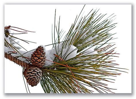 Wwe Wrestlers Profile Maine State Flower White Pine Cone And Tassel