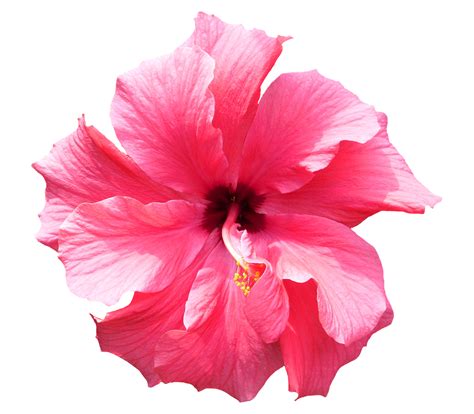 Hibiscus No Background Png All Png All