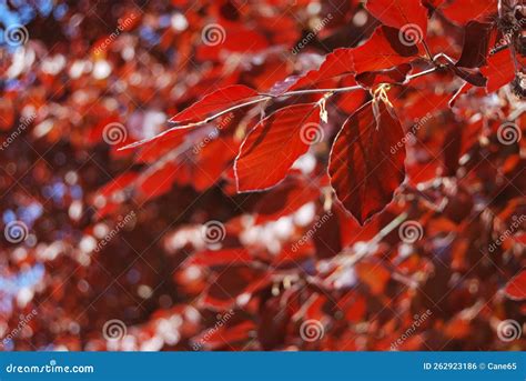 Bright Red Colored Leaves Of A Copper Beech Fagus Sylvatica F