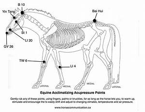 Pin By Hyosun On Diagrammatic Equine Acupressure Animal