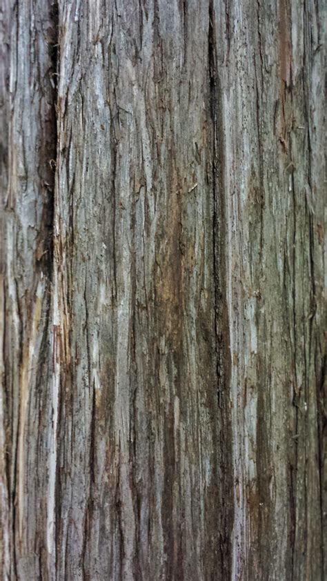 Cedar Tree Bark Marguerite Flickr
