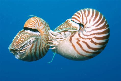 Nautilus Facts Habitat Behavior Diet