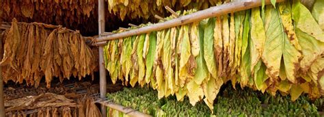 The food segment manufactures market and distributes. British American Tobacco (Malaysia) Berhad (KLSE:BAT ...