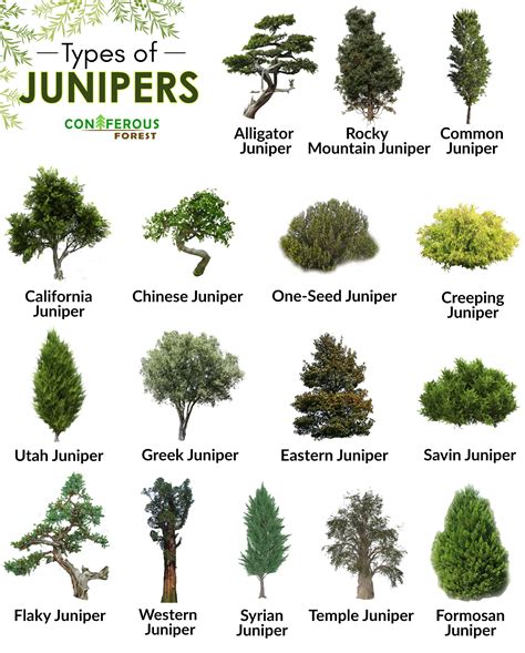 Juniper Tree Facts Definition Types Identification Pictures