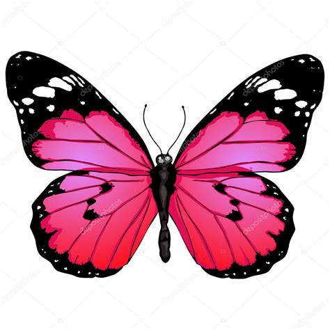 Papillon Dessin Animé — Image Vectorielle Nikiteev © 50457467