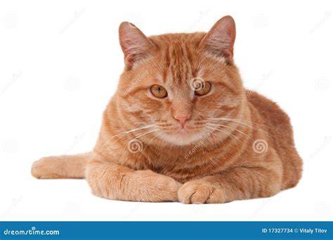 Pretty Ginger Cat Stock Photo Image Of Lying Purr Floor 17327734