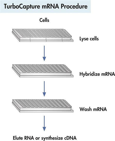 Total Rna Mrna Product Information