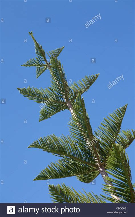 Norfolk Pine Trees In Scarborough Perth Western Australia Stock Photo