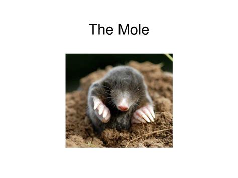 Ppt The Mole Powerpoint Presentation Free Download Id6531139