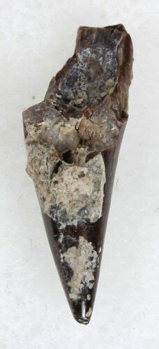 55 Eryops Tooth From Oklahoma Giant Permian Amphibian 33539 For