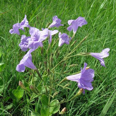 Maybe you would like to learn more about one of these? Blue - Purple Flowers