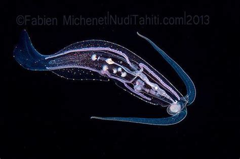 Meet The Sea Slug That Looks Like A Fish Lives In The Deep Sea And