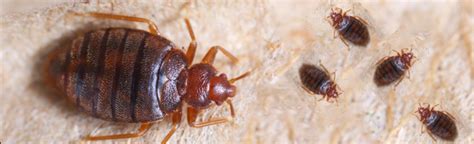How To Detect The Red Bed Bugs Infestation In Your Home Living Space