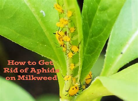 How To Rid Your Milkweed Of Aphids Vanderlip