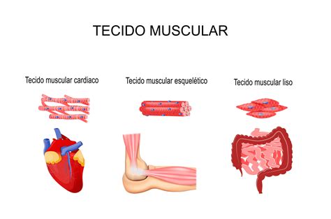 Tecido Muscular Manual Do Enem