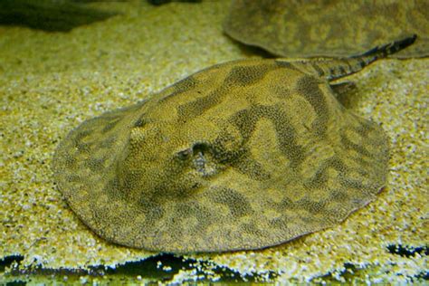 Porcupine Stingray P06 Potamotrygon Hystrix Malioboro