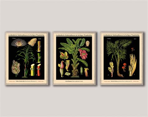 Botanical Prints Set Of 3 Vintage German Botanical Posters Wb273638
