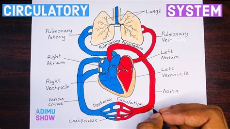 How To Draw Double Circulatory System Step By Step Tutorial Youtube