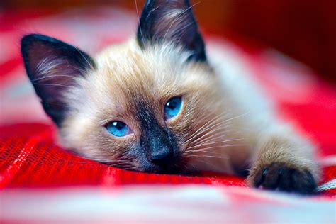 9 Cat Breeds That Dont Shed Much For People Who Are Sensitive To It