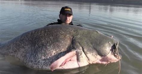 This freshwater game fish is sought after by anglers throughout north america. At 2.5 Meters And 260lbs… Is This The Biggest Catfish Ever ...