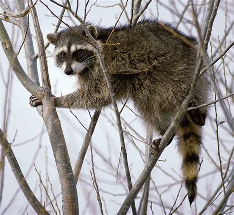 Living In Harmony With Raccoons