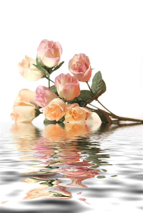 Beautiful Pink Roses With Water Reflection Isolated On White Background