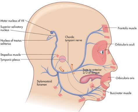 Facial Nerve Branches Easy Notes On Facial Nervelearn In Just