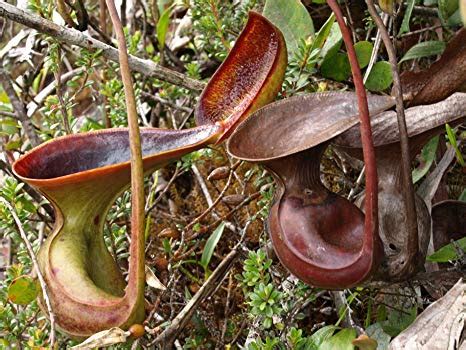 I'm also going to give you some tips on how i. Nepenthes (CARE) | Tropical Pitcher Plant | Carnivorous ...