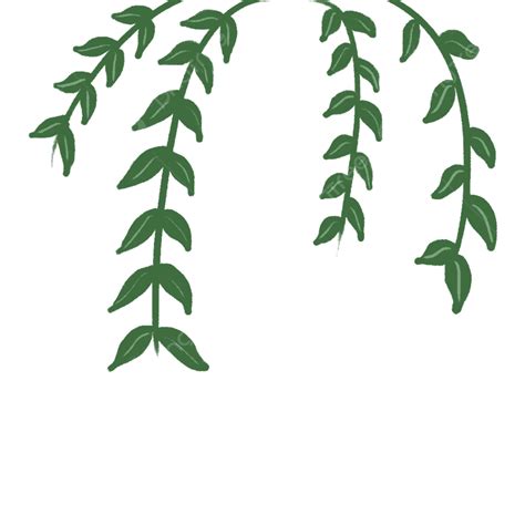 Willow Branch Clipart Transparent Png Hd Willow Branch Willow Leaves