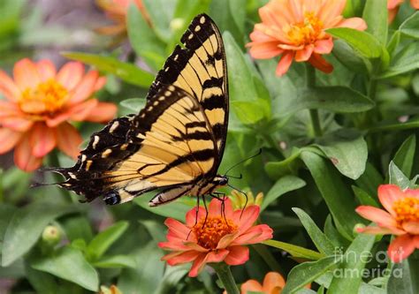 Tiger Swallowtail Photograph By Leslie Gatson Mudd Fine Art America