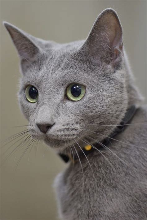 Russian Blue Hypoallergenic Cats For Adoption