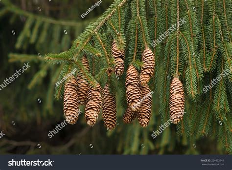 Posts about cones written by edremsrola. Norway Spruce Pine Cones - Picea Abies Stock Photo ...