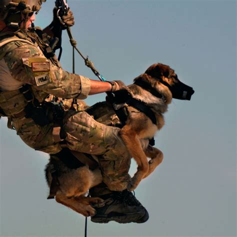 A Tribute To Mans Best Friend Fighting Alongside Our Troops