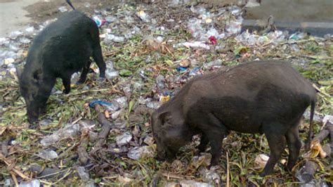 Pigs At Mizoram Village Suffering From Greasy Pig Disease Oneindia News