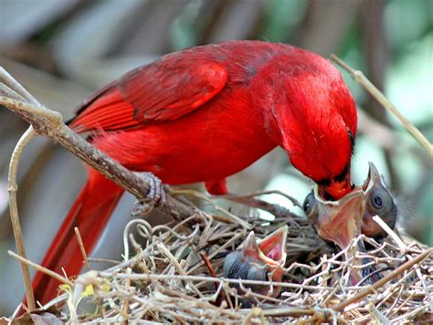 Blog Posts Archive Pet Birds Northern Cardinal Cardinal Birds