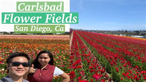 Allen's flowers floral design center locations in or convenient to san diego. Carlsbad flower fields, San Diego - YouTube