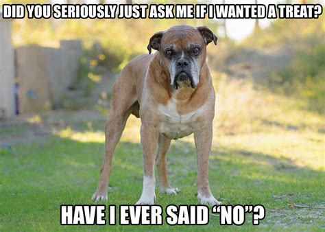 The Funniest Dog Memes