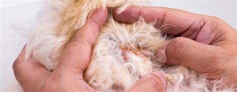 Dog Skin Scabs Hair Loss