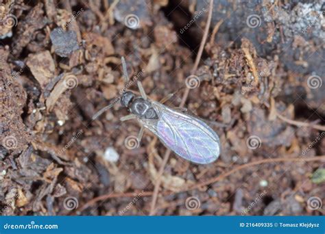 Adult Of Dark Winged Fungus Gnat Sciaridae On The Soil These Are