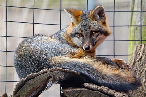 Gray Fox Connecticuts Beardsley Zoo