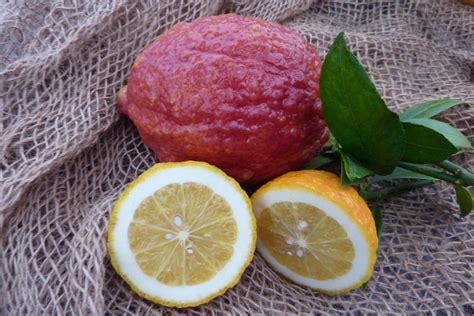 Limone Vinato Rosso Citrus Limon Agrumi Lenzi