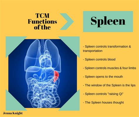 Functions Of The Spleen According To Tcm Traditional Chinese Medicine