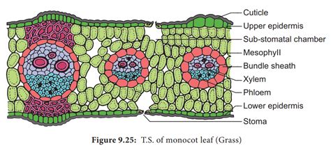 Cross Section Of Monocot Leaf Labeled