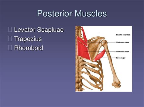 Ppt Muscles Of Shoulder Girdle Powerpoint Presentation Free Download